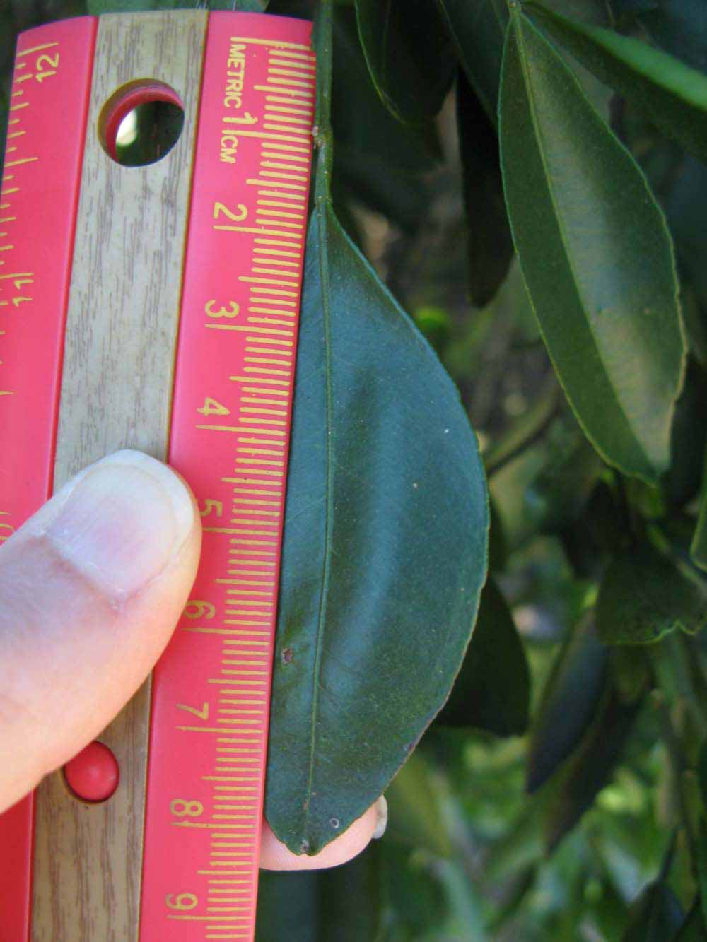              Unifoliolate leaf (Winter Haven, FL)       